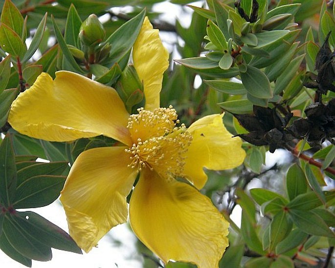 Hypericum balfourii