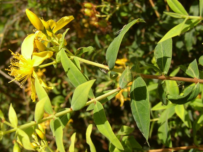 Hypericum canariense