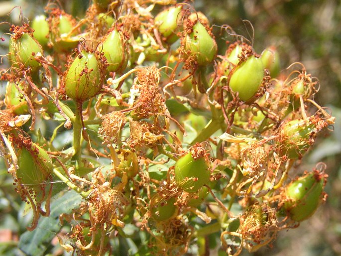 Hypericum canariense