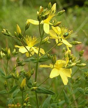 Hypericum elegans