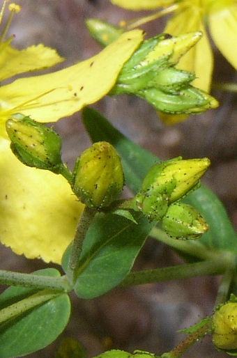 Hypericum elegans