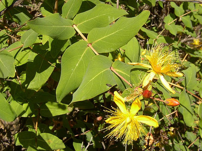 Hypericum grandifolium