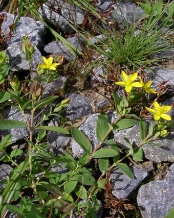 Hypericum humifusum