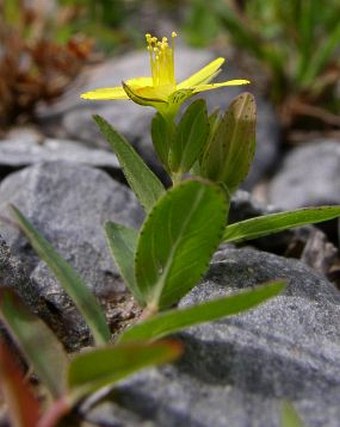 Hypericum humifusum