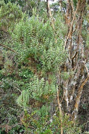 Hypericum irazuense