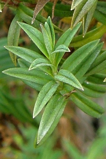 Hypericum irazuense