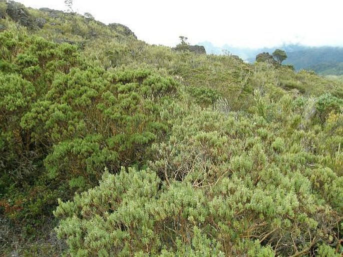 Hypericum irazuense