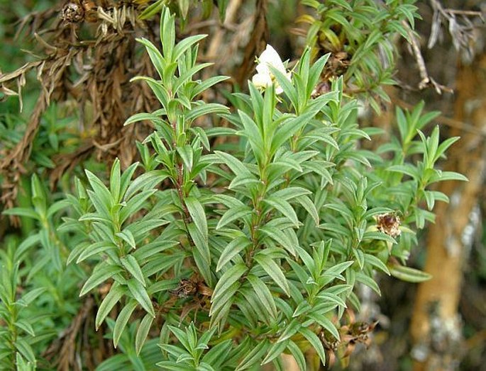 Hypericum irazuense