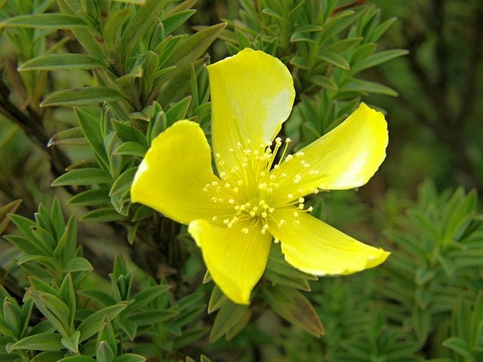 Hypericum irazuense