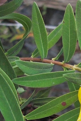 Hypericum lanceolatum