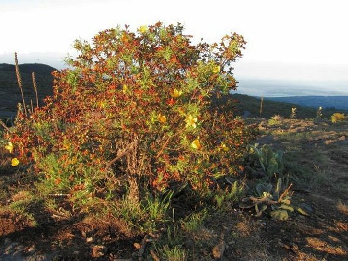 Hypericum lanceolatum