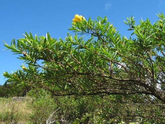 Hypericum lanceolatum