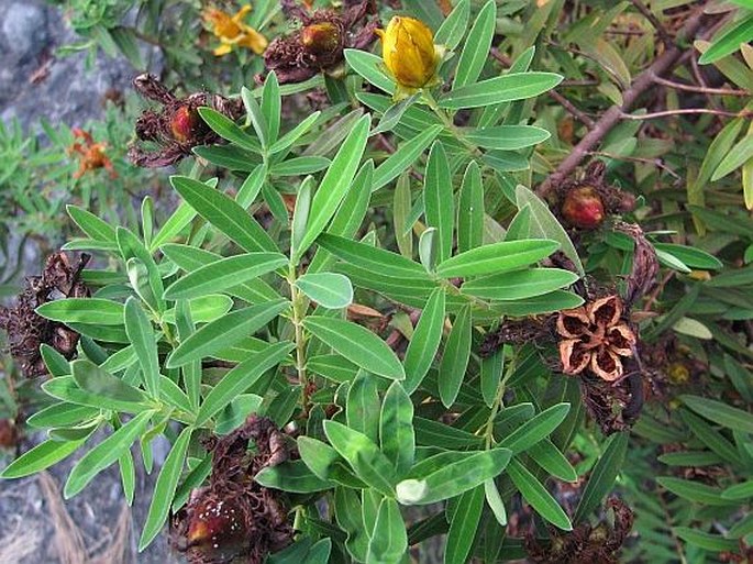 Hypericum lanceolatum