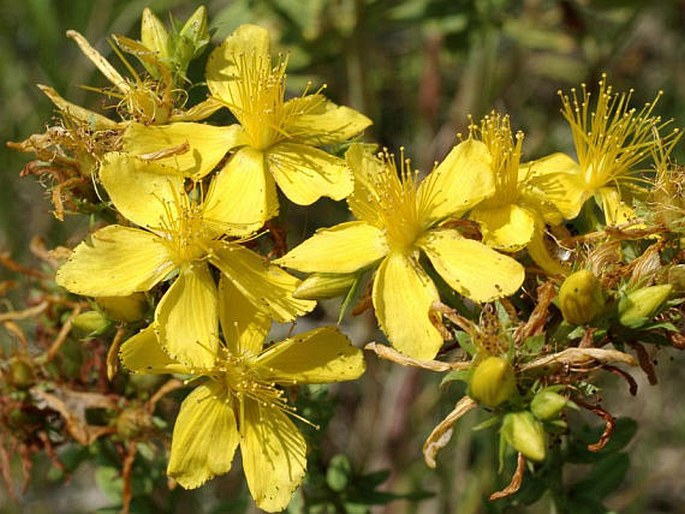 HYPERICUM PERFORATUM L. – třezalka tečkovaná / ľubovník bodkovaný