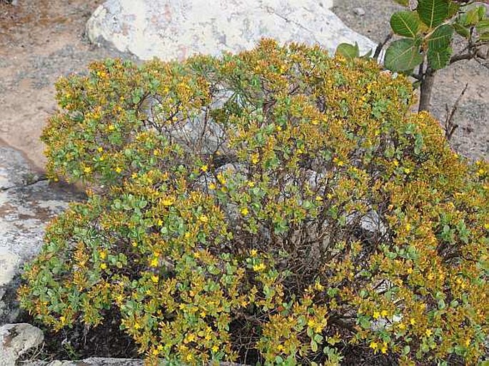 Hypericum scopulorum