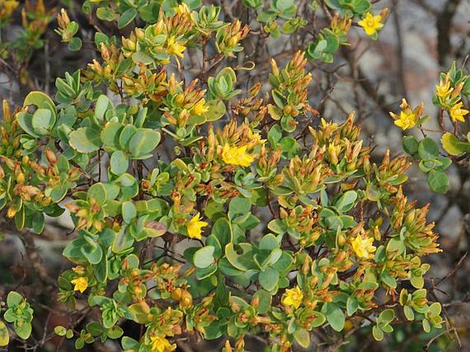 Hypericum scopulorum