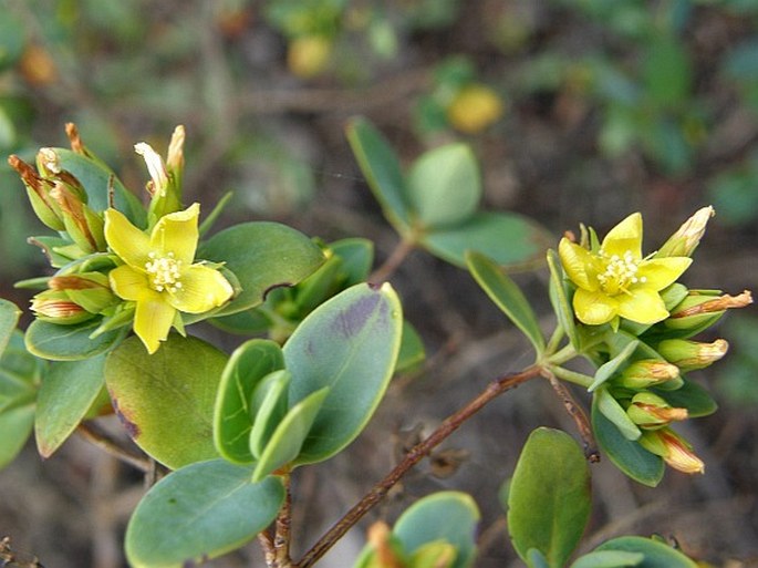 Hypericum scopulorum