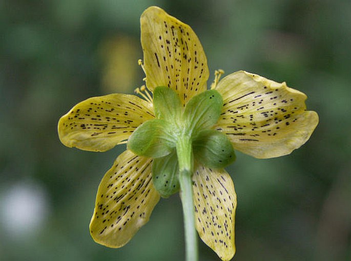 Hypericum maculatum