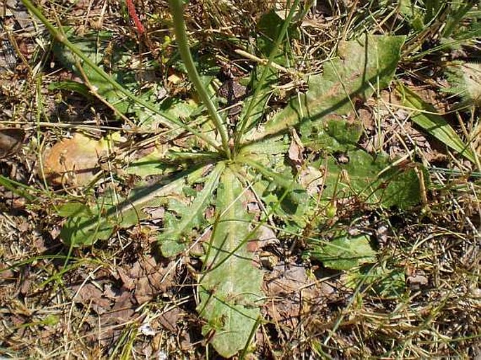 Hypochaeris radicata