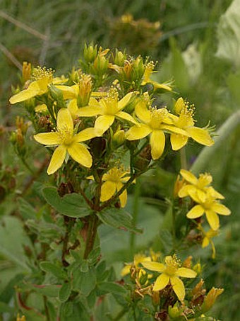 Hypericum tetrapterum