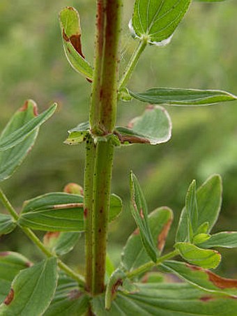 Hypericum tetrapterum