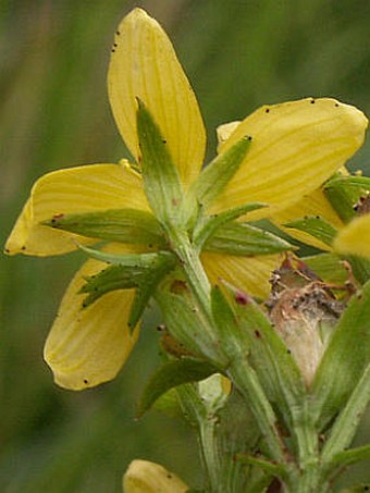 Hypericum tetrapterum