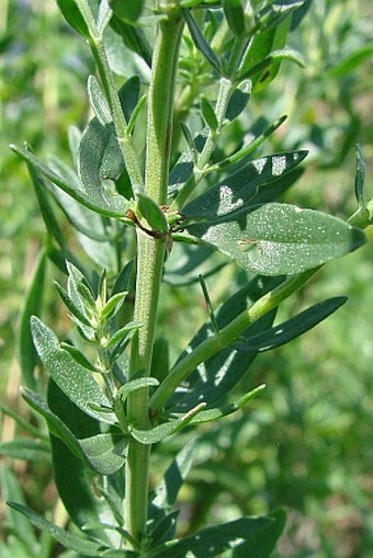 Hyssopus officinalis