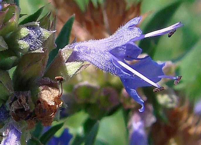 Hyssopus officinalis