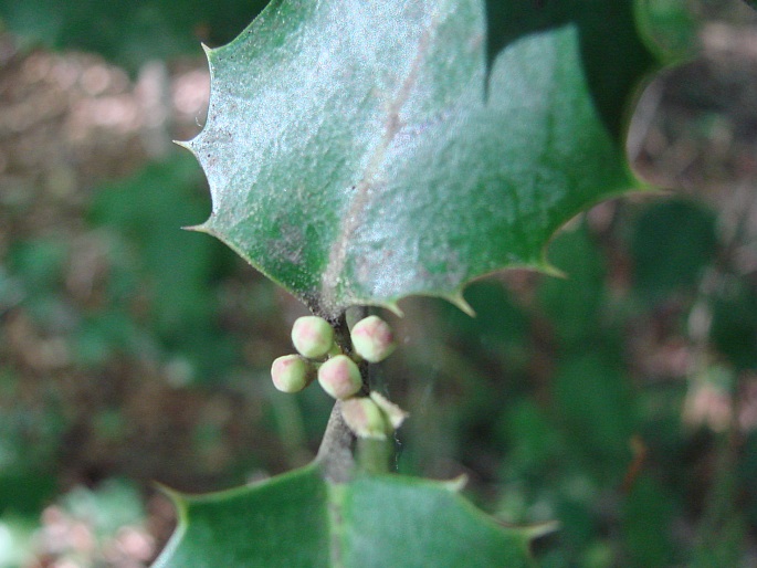 Ilex aquifolium