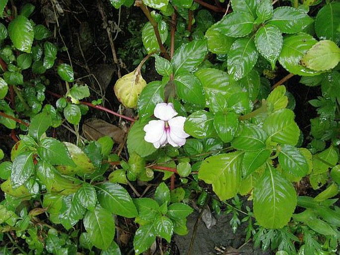 Impatiens flaccida