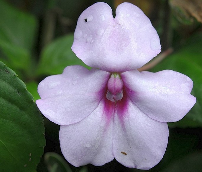 Impatiens flaccida