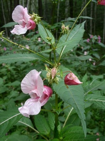 Impatiens glandulifera