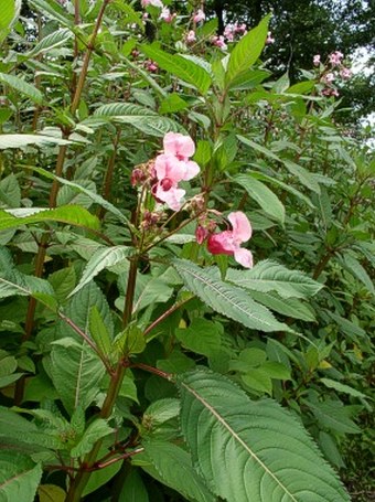 Impatiens glandulifera