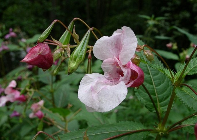 IMPATIENS GLANDULIFERA Royle – netýkavka žlaznatá / netýkavka Royleho