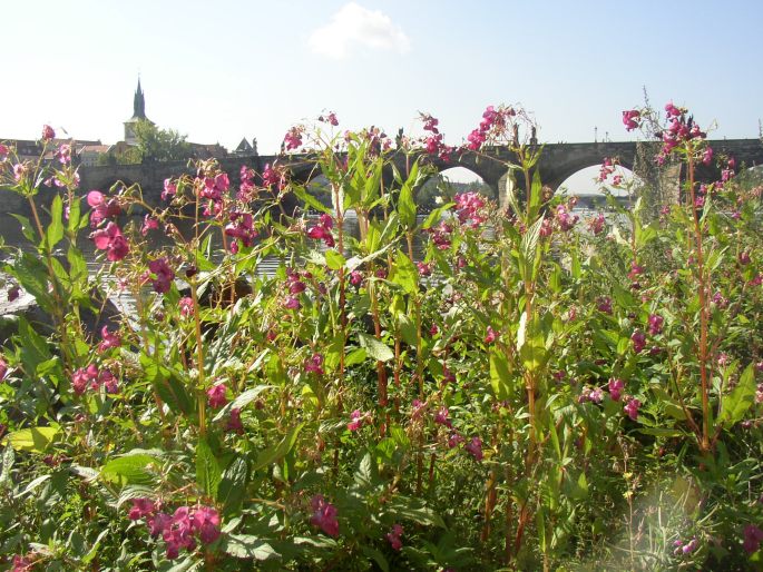 Impatiens glandulifera