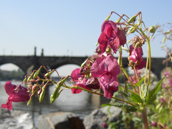 Impatiens glandulifera