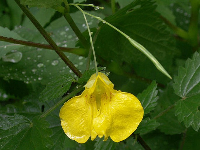 Impatiens noli-tangere