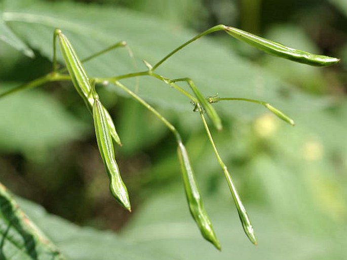 Impatiens parviflora