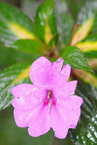 Impatiens walleriana