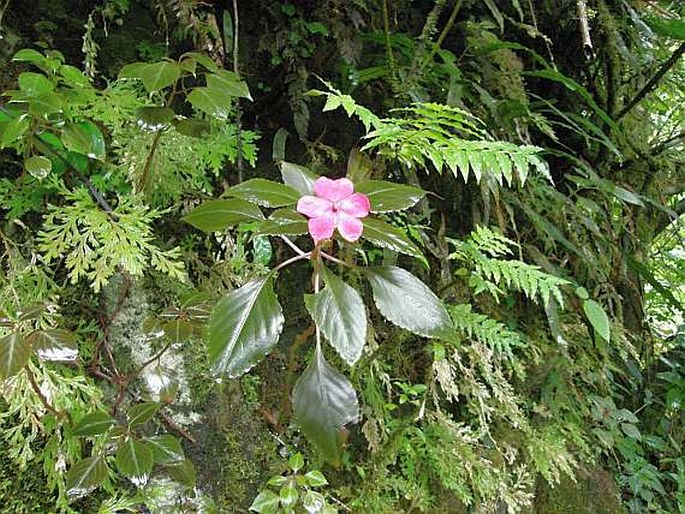 Impatiens walleriana