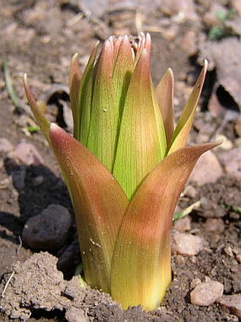 Fritillaria imperialis