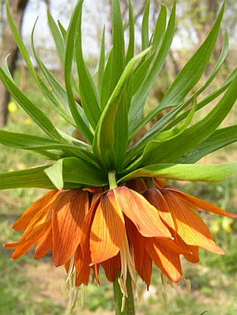 Fritillaria imperialis