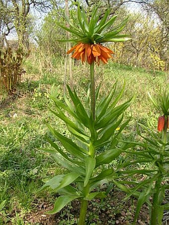 Fritillaria imperialis