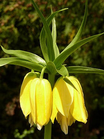 Fritillaria imperialis