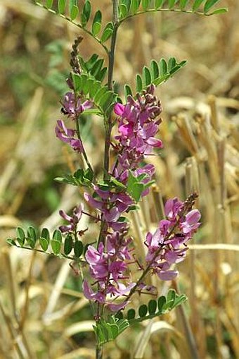 Indigofera tinctoria