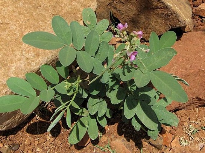 Tephrosia purpurea subsp. apollinea 