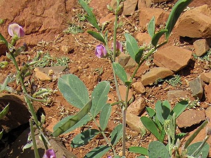 Tephrosia purpurea subsp. apollinea 