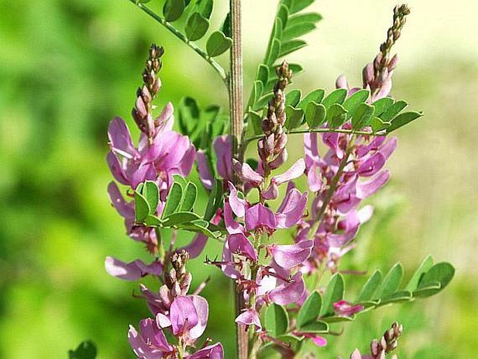 INDIGOFERA TINCTORIA L. – modřil barvířský