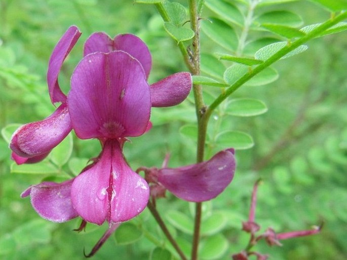 Indigofera heterantha