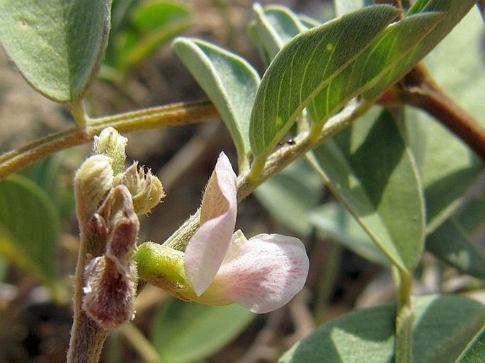 INDIGOFERA SPINIFLORA Boiss. – modřil